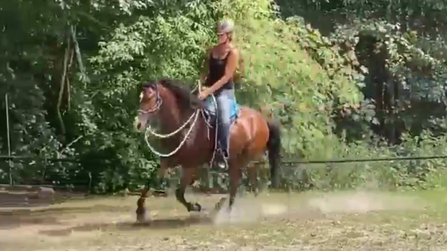 Second ride and first canter for portuguese rescue Harry